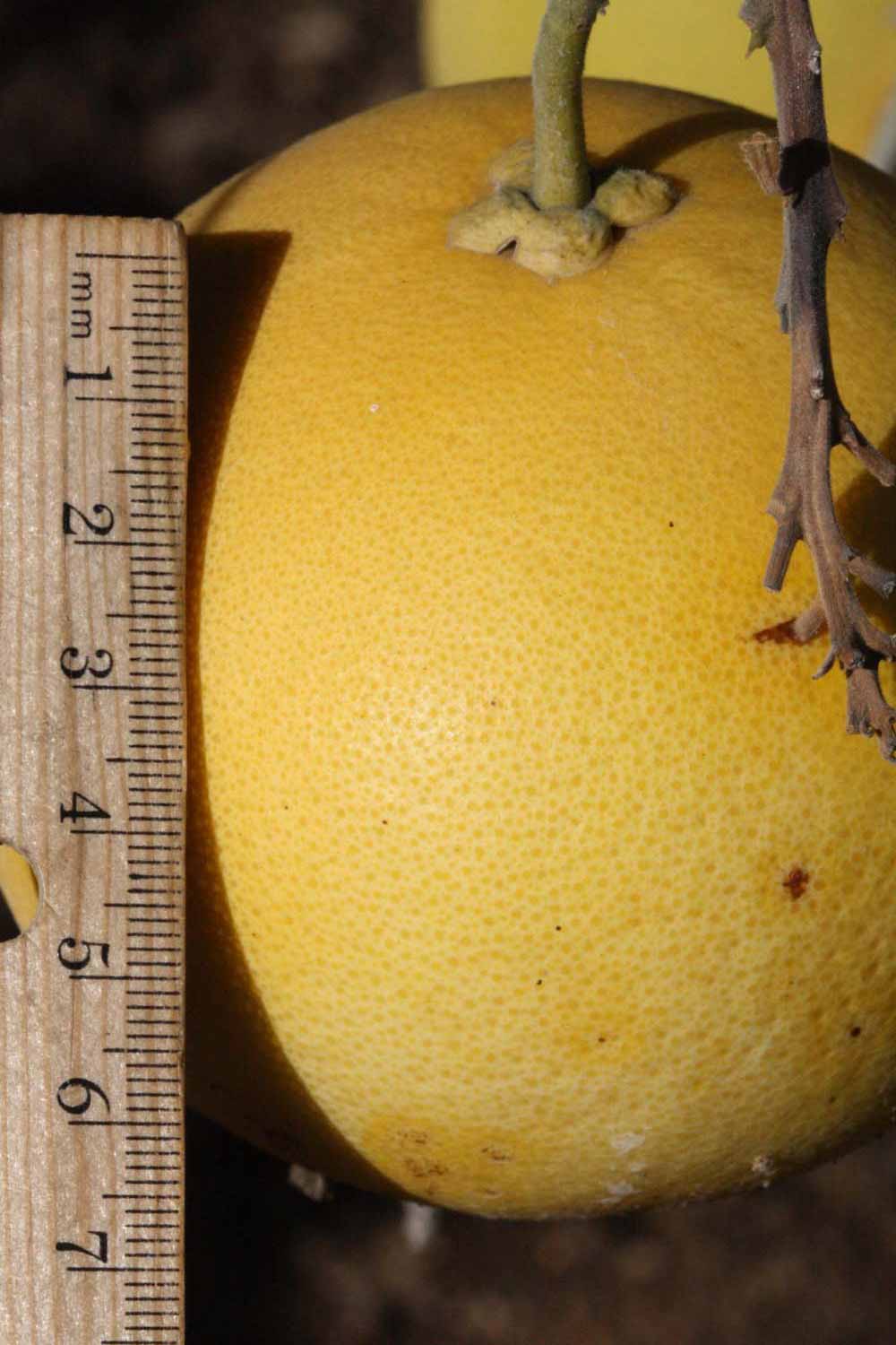            Fruit (Riverside, CA)   